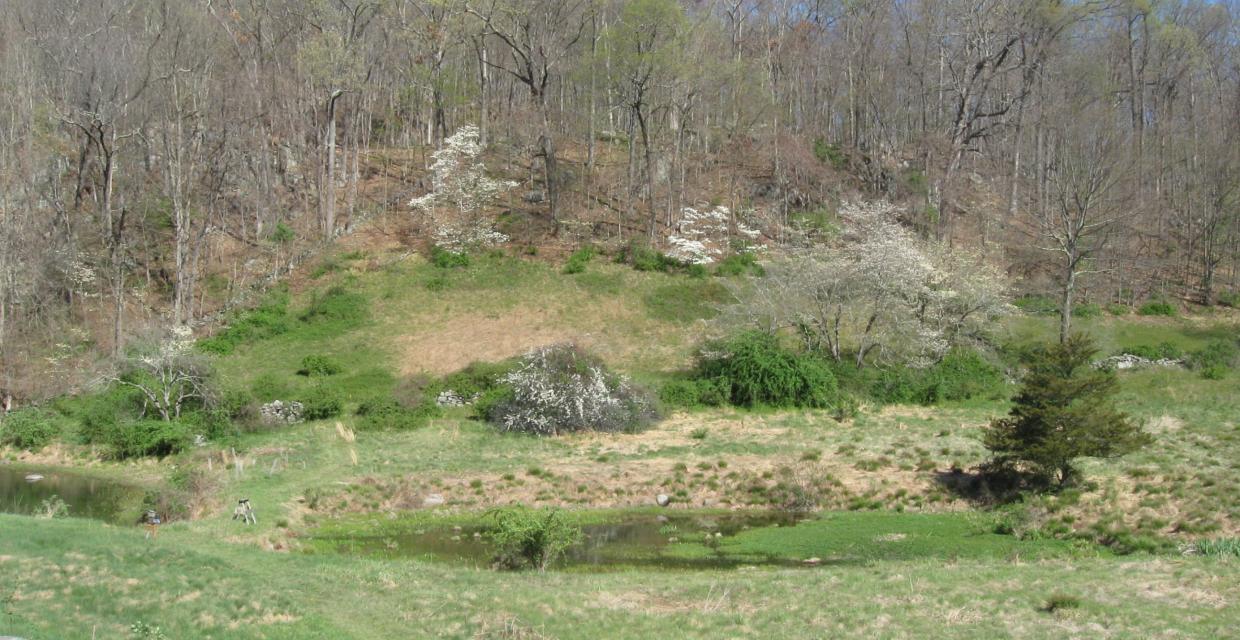 View of the Pond on Bylane Farm Photo: Jane Daniels