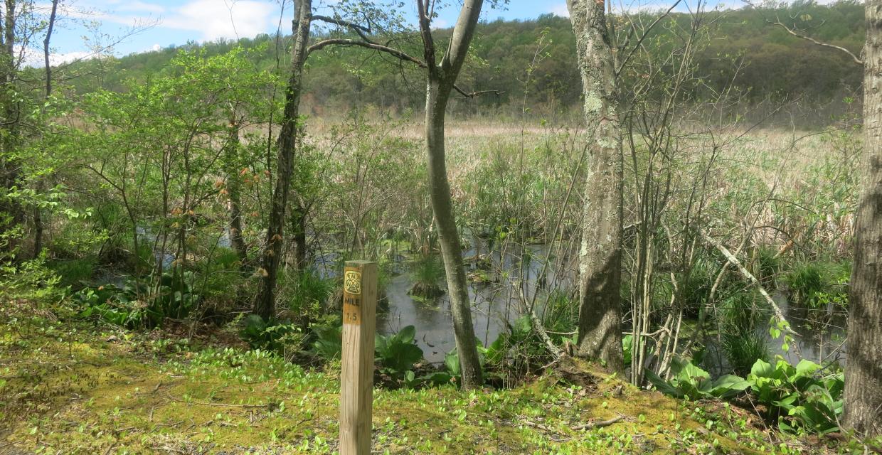 Along the Patriots' Path/West Morris Greenway in the Black River WMA - Photo by Daniel Chazin