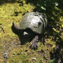 Snapping Turtle. Photo by Alex McClain.