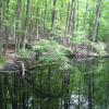 By a pond at Ward Pound Ridge Reservation - Photo: Jane Daniels
