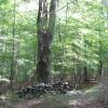 Along a stone wall Photo: Jane Daniels