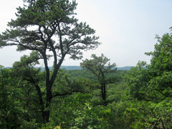 West facing viewpoint near Lookout and Hoeferlin Trails junction. Photo by Daniel Chazin.